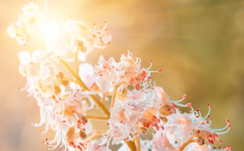 blossoming flowers of chestnut closeup, spring blossoming flowers of chestnut closeup, spring background